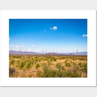 Sotol in the Chihuahuan Desert Posters and Art